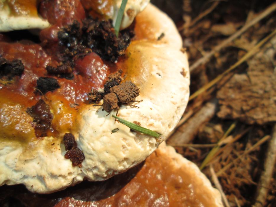 female horned fungus beetle