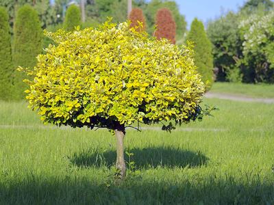 Image of a tree in a field.