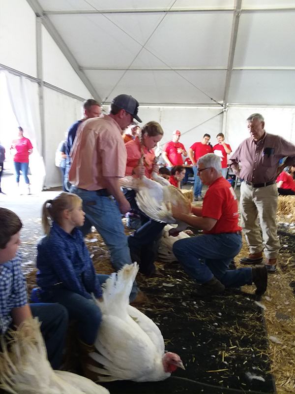 turkeys being judged