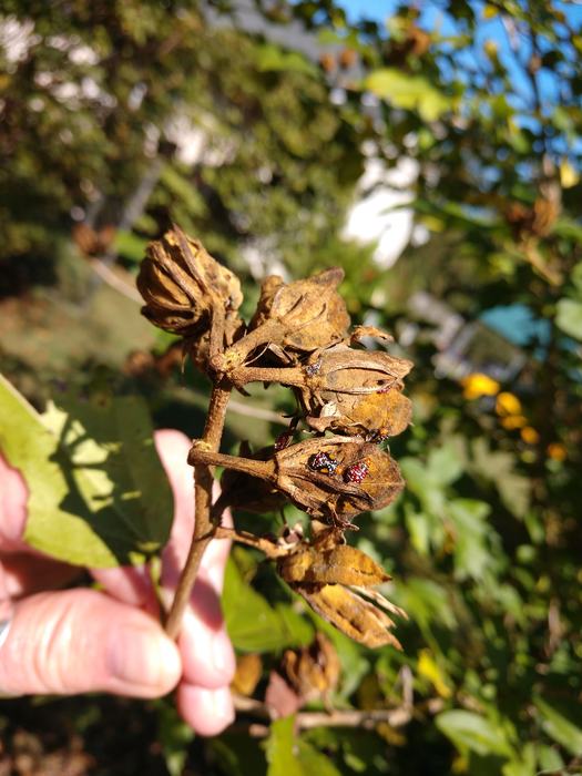 The scentless plant bug, rhopalid bug, is commonly found on hibiscus, but these bugs do not cause damage. (credit Eddie Pitts)
