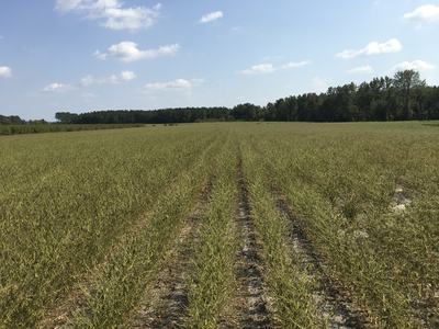 Grassy field with parallel tire tracks leading to a distant tree line under a blue sky