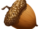 acorn