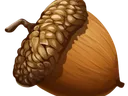 acorn