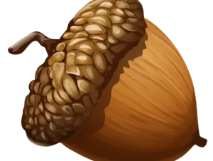 acorn
