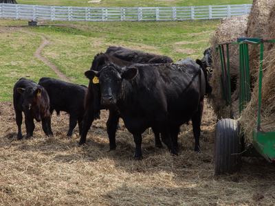cows feeding