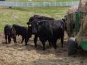 cows feeding