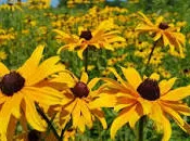 Image of flowers