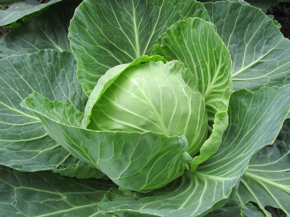 lettuce