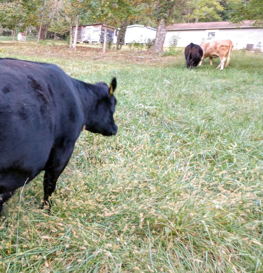 Foxtail is a weedy annual grass. Foxtail can be controlled in the spring with Prowl H2O, a preemergent herbicide. The brown bottle brush seedheads in the foreground are foxtail. 