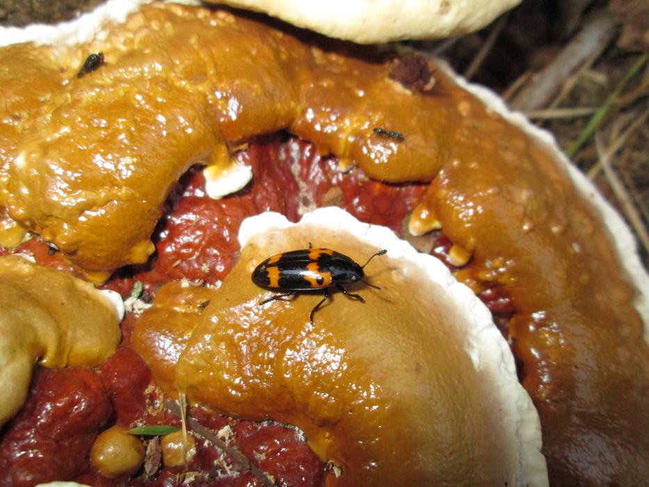Pleasing fungus beetle