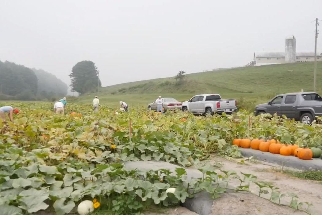 harvesting a field of pumpkins