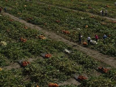 drone view of pumpkin harvest