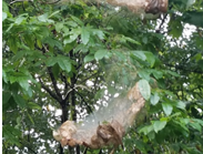 Tree branches and leaves covered in dense silken webbing containing clusters of brown caterpillars