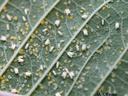 Whitefly nymphs on leaf