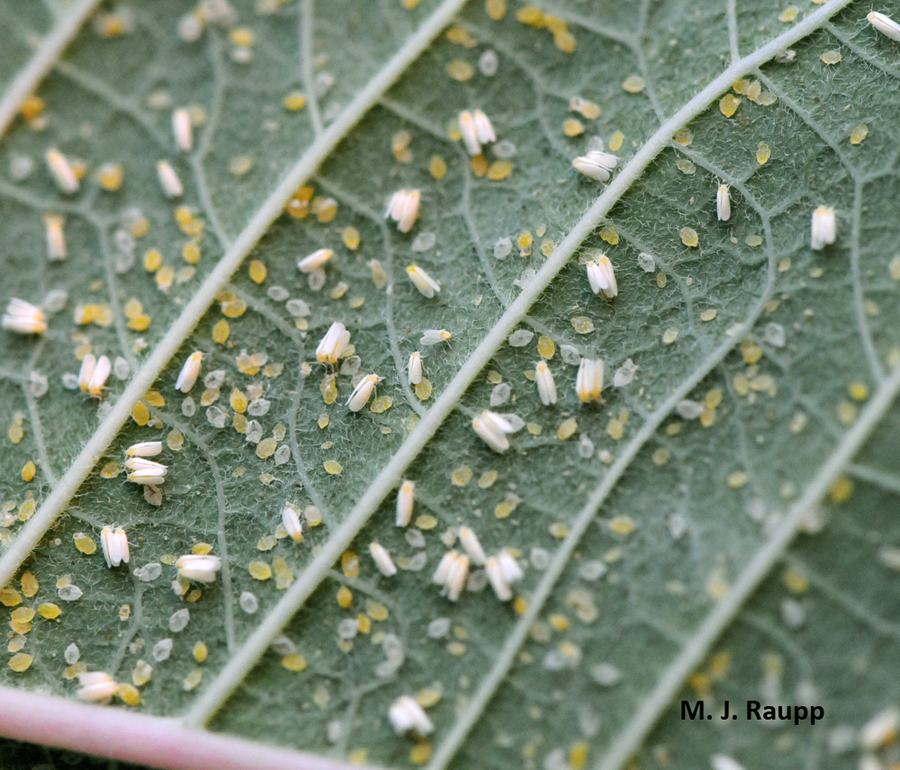 Whitefly nymphs on leaf