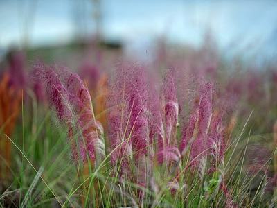 Pink Muhley Grass