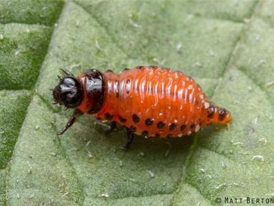 Colorado Potato Beetle Matt Bertone, NC State University