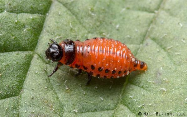 Colorado Potato Beetle Matt Bertone, NC State University