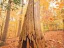 Large weathered tree trunk with hollowed base in an autumn forest of fallen leaves