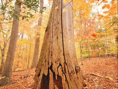 Large weathered tree trunk with hollowed base in an autumn forest of fallen leaves