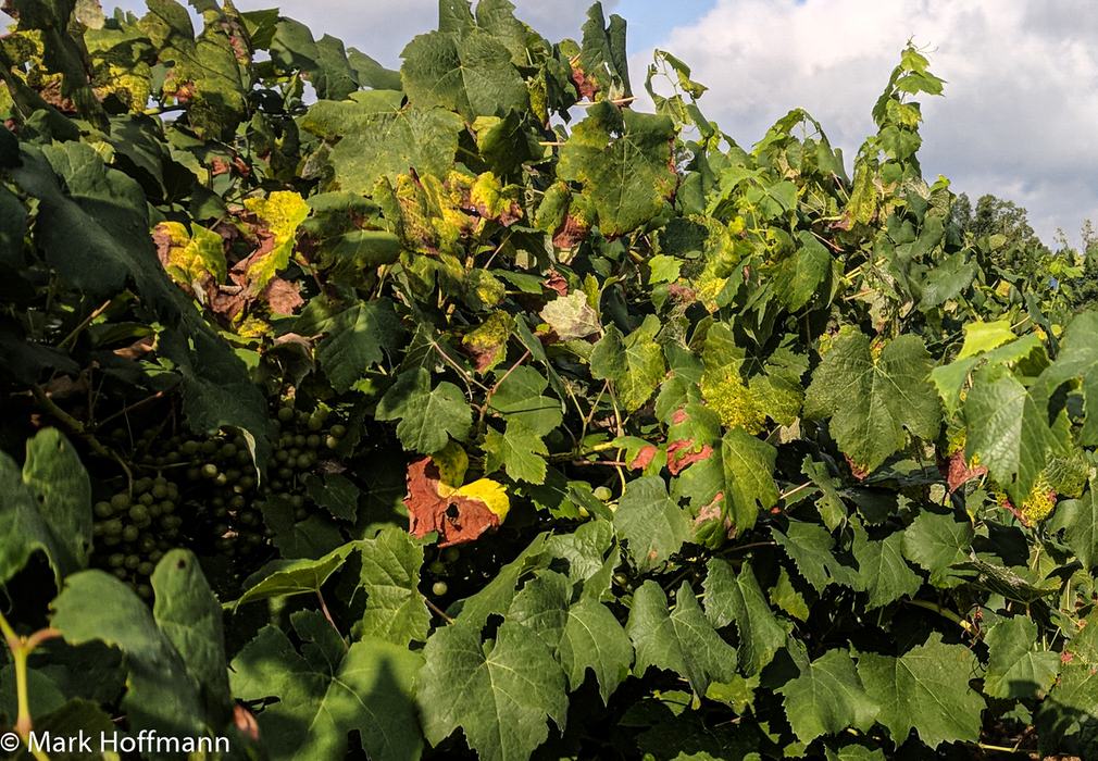 downey mildew on a grape canopy