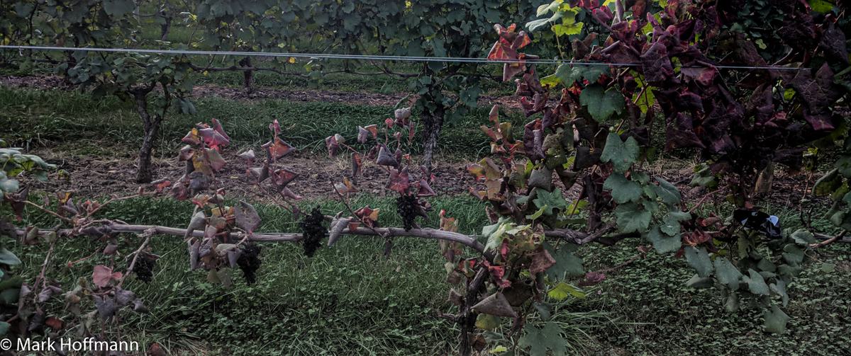 vine infected with trunk disease