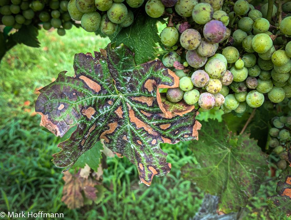 trunk disease in a grapevine