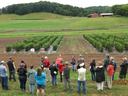 people looking at organic tomato studies in the field