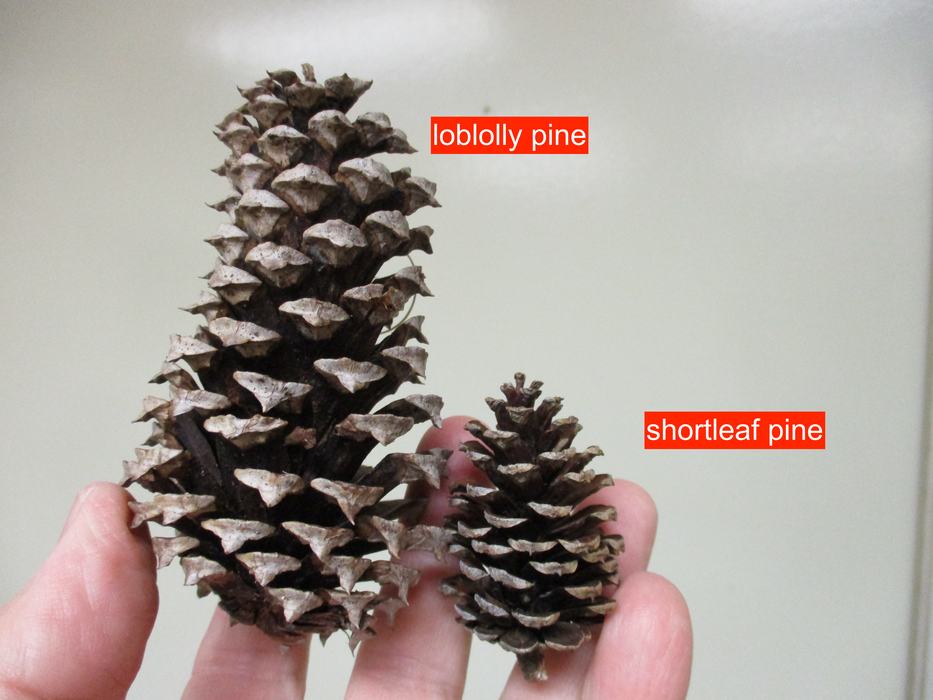 pine cones