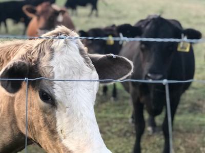 cattle