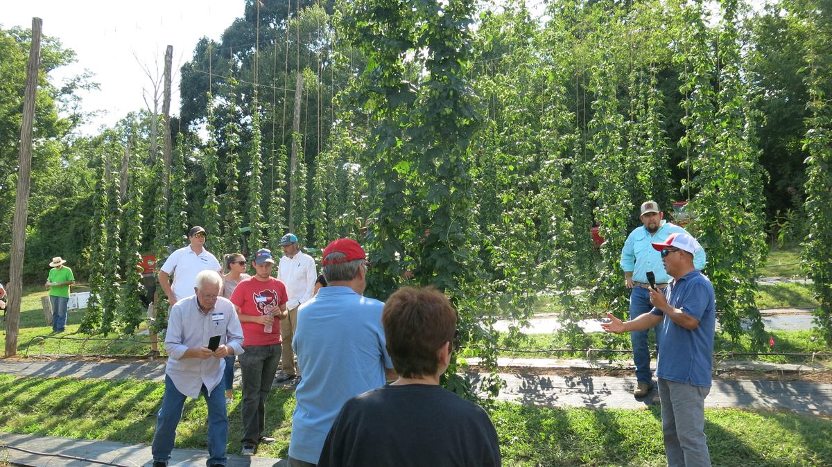 NEW Online Hop Production Course for the Eastern US - New Crops ...