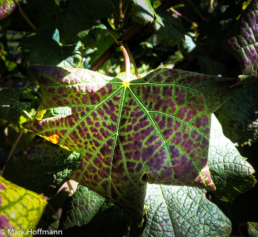 grapevine leafroll