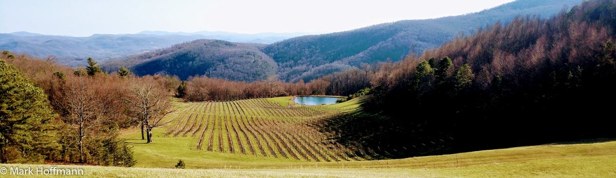 vineyard in the Appalachian mountains