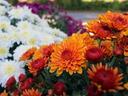 colorful mums