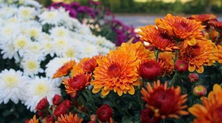 colorful mums