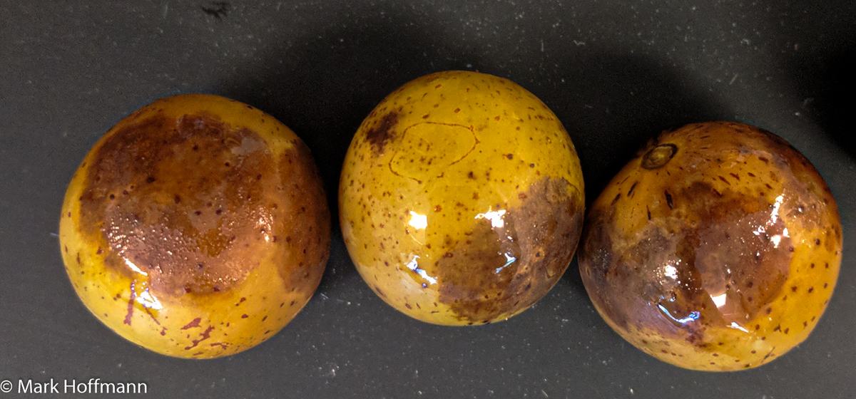 Muscadines grapes affected by Ripe Rot