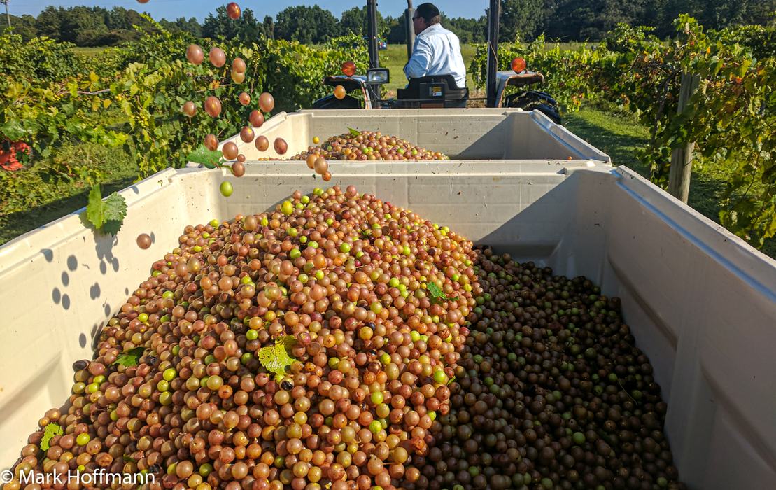 Mechanica muscadine harvest
