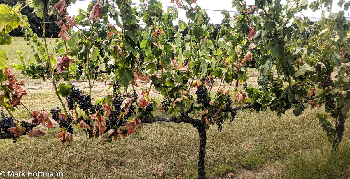 Pierce's disease on vines