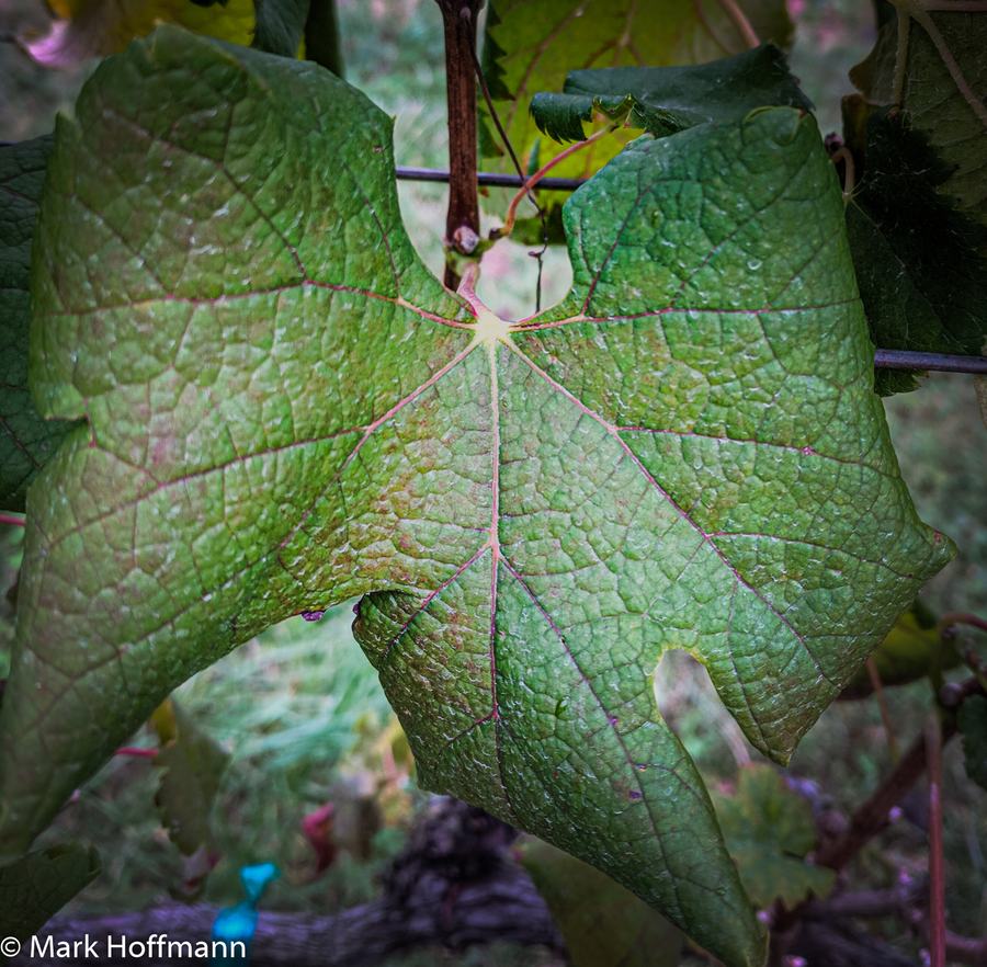 red blotch disease