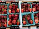 fruit from eight strawberry varieties