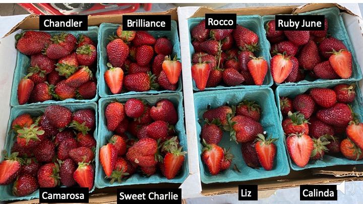 fruit from eight strawberry varieties