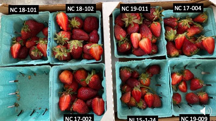 selections being evaluated 