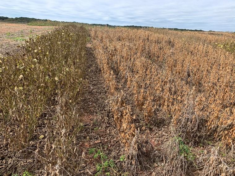Image of green stem in field