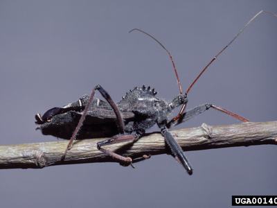 image of wheelbug