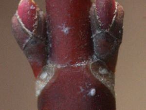 Opposite buds of Acer rubrum. Photo by Professor Alexander Krings, N.C. State University.