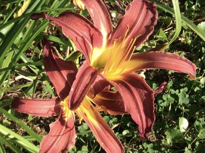 Photo of a daylily