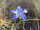 gentian