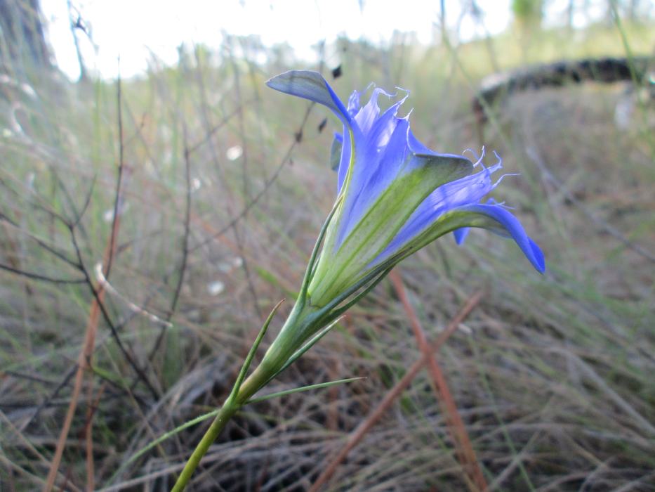 gentian-side view