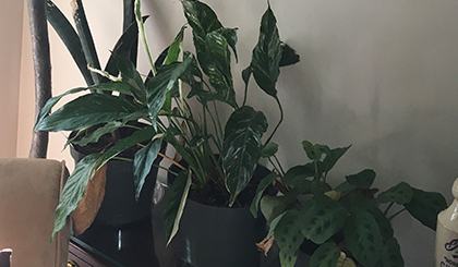 buy gardenia plant Buy Gardenia Phoenix, AZ | Gardenia jasminoides