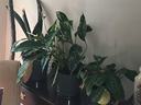 Plants on shelf in house